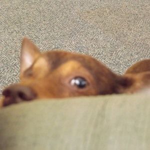 Meet your Posher, Barbara